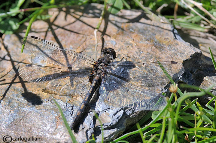 leucorrhinia dubia03.jpg