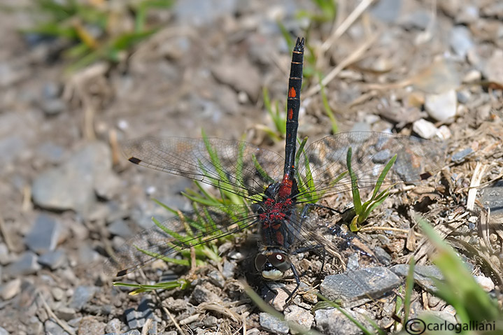 leucorrhinia dubia04.jpg