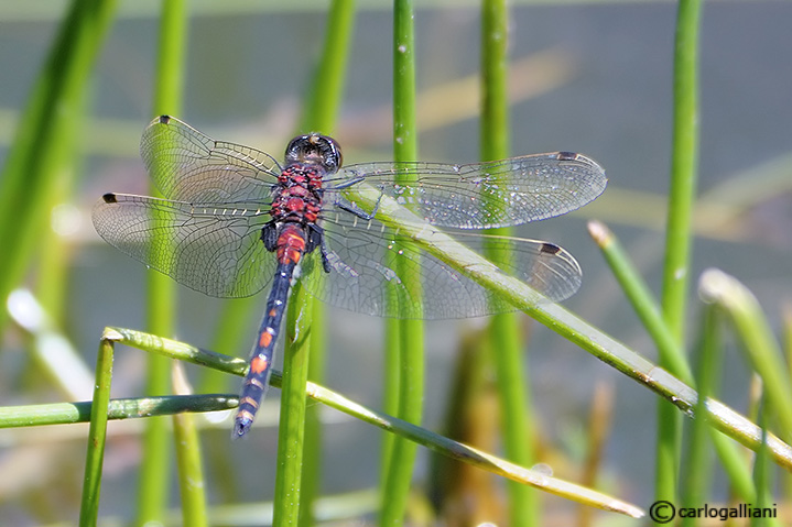 leucorrhinia dubia09.jpg