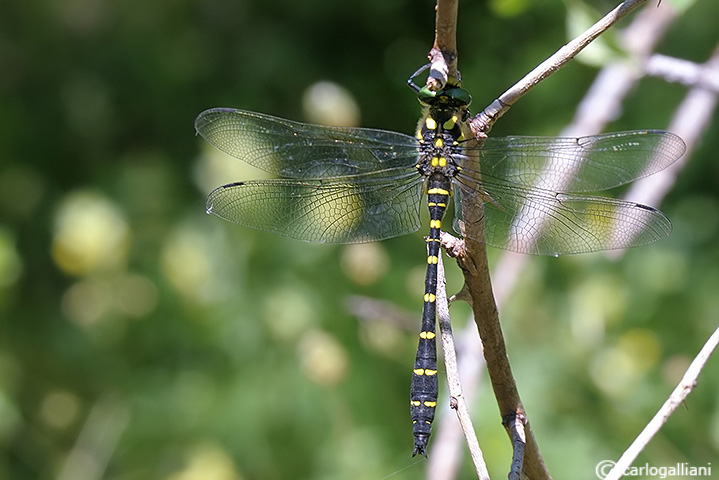 cordulegaster bidentata01.jpg