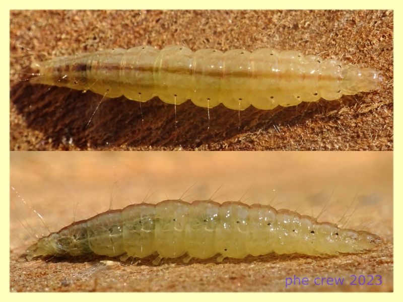larva lep circa 15 mm. sotto corteccia Eucalipto - Anzio 11.9.2023 - (1).JPG