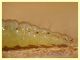 larva lep circa 15 mm. sotto corteccia Eucalipto - Anzio 11.9.2023 - (3).JPG