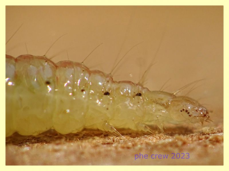 larva lep circa 15 mm. sotto corteccia Eucalipto - Anzio 11.9.2023 - (3).JPG