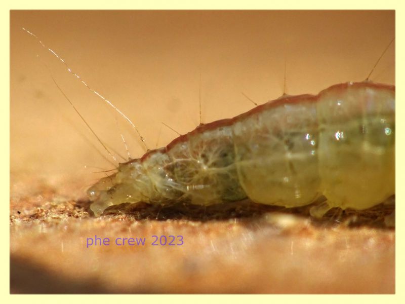 larva lep circa 15 mm. sotto corteccia Eucalipto - Anzio 11.9.2023 - (2).JPG