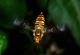 Episyrphus balteatus02.jpg