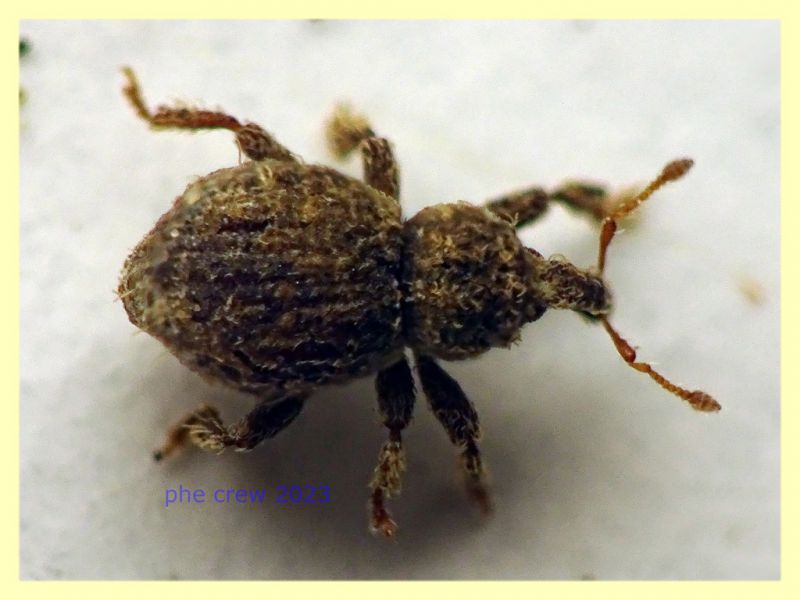 Styphlidius italicus - 2,1 mm. col rostro -Anzio 11.9.2023 - (1).JPG