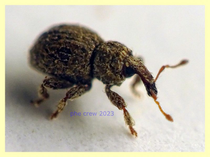 Styphlidius italicus - 2,1 mm. col rostro -Anzio 11.9.2023 - (7).JPG