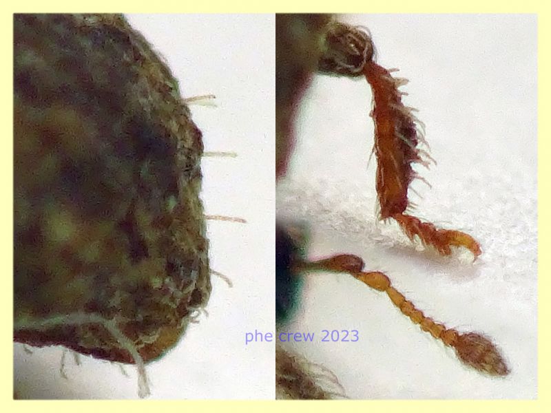 Styphlidius italicus - 2,1 mm. col rostro -Anzio 11.9.2023 - (5).JPG
