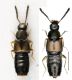 Atheta aeneicollis (Sharp, 1869).jpg