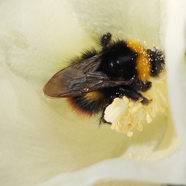 bombus pratorum.jpg