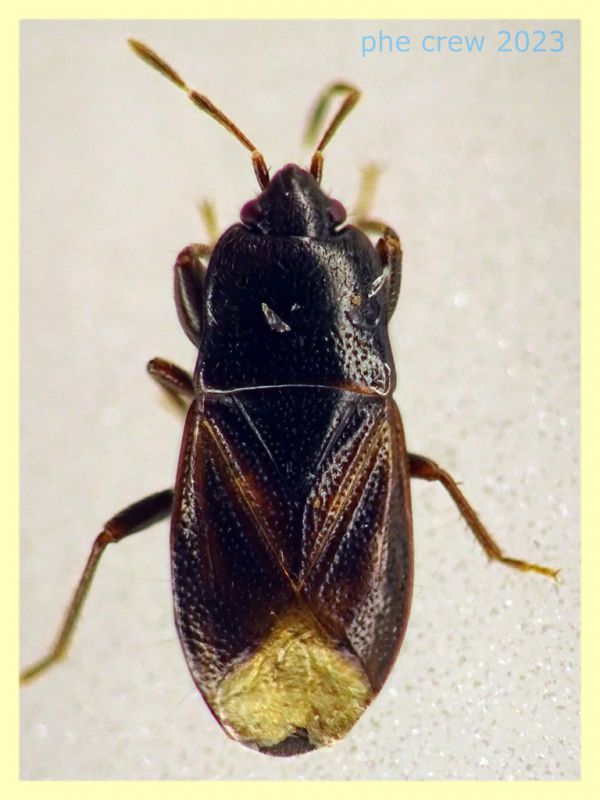 Plinthisus brevipennis forma macrottera quasi 4 mm. - Anzio 5.5.2023 - (1).JPG