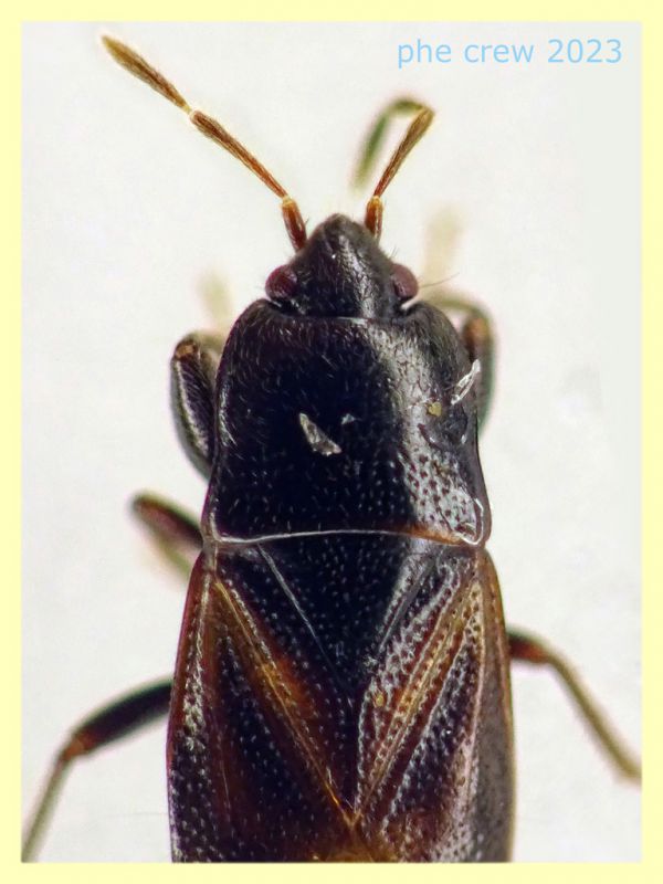 Plinthisus brevipennis forma macrottera quasi 4 mm. - Anzio 5.5.2023 - (2).JPG