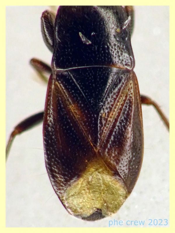 Plinthisus brevipennis forma macrottera quasi 4 mm. - Anzio 5.5.2023 - (3).JPG