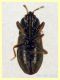 Plinthisus brevipennis forma macrottera quasi 4 mm. - Anzio 5.5.2023 - (4).JPG