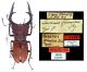 Holotype_LF.jpg