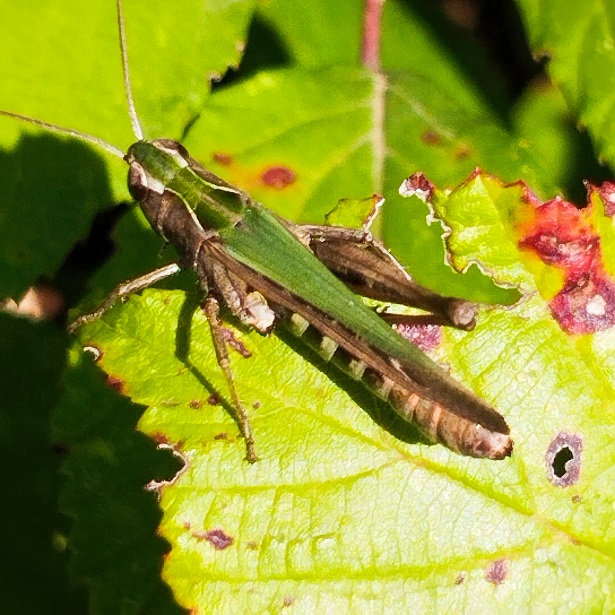 Stenobothrus lineatus.jpg