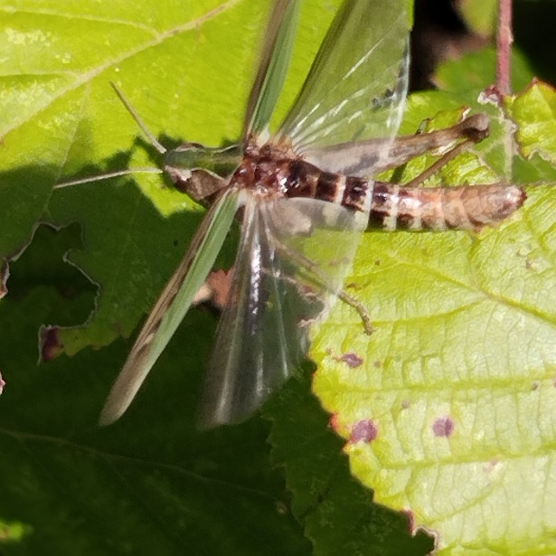 Stenobothrus lineatus 4.jpg