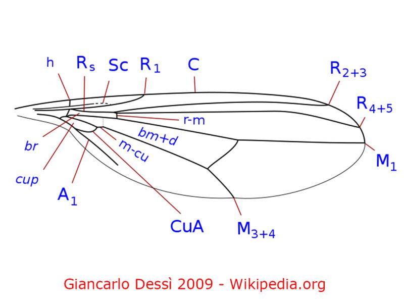 Dolichopodidae Wikipedia Giancarlo Dessì 2009.jpg