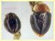 Cryptolaemus montrouzieri - 2,1 mm. e 4 mm. - Anzio Tor Caldara 7.9.2023 - (1).JPG