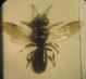 Crossocerus 002 A.jpg
