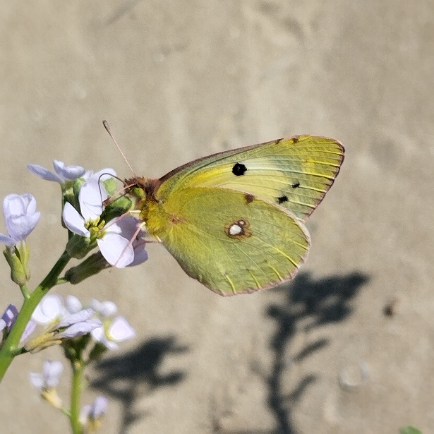 colias 2.jpg