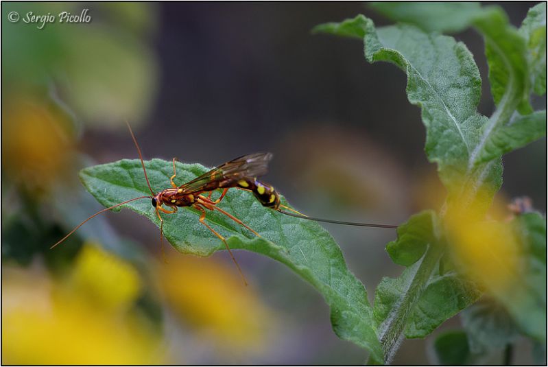 Ichneumonidae-sp-20231011-003-DPPOGf.jpg