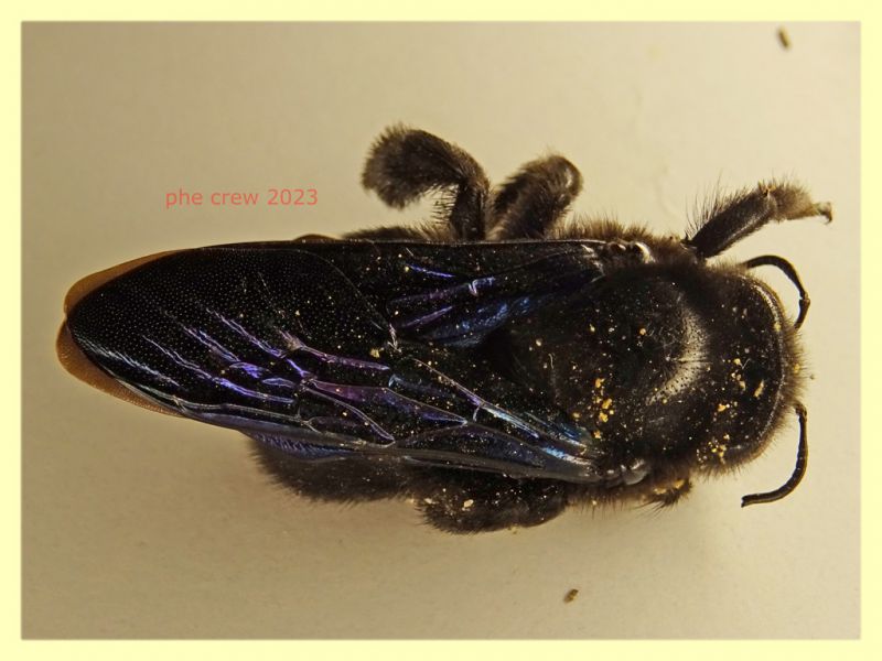 Xylocopa violacea femmina 21 mm. - (122).JPG
