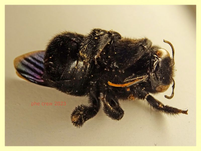 Xylocopa violacea femmina 21 mm. - (139).JPG