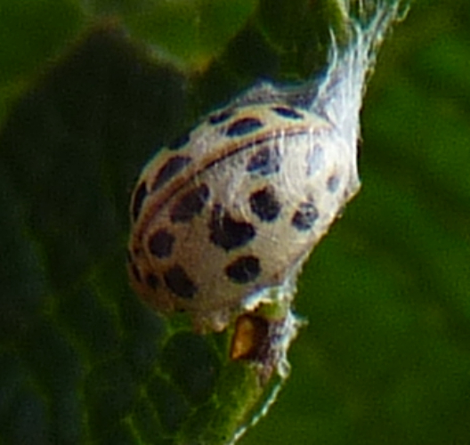 Psyllobora sp. (5-10-23 Cuenca).jpg