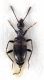 Comb4055cr-29L3.jpg