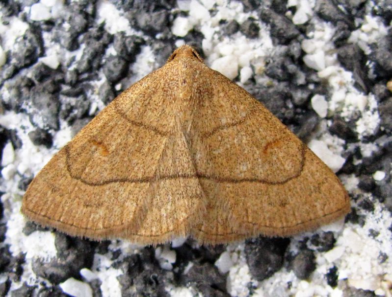 Paracolax tristalis (Fabricius, 1794).JPG