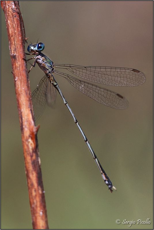 Lestes-sp-20231009-006-JMWf.jpg