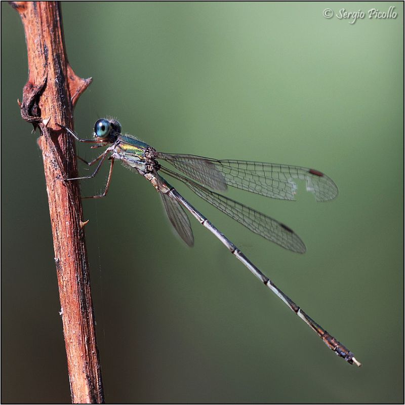 Lestes-sp-20231009-001-JMQf.jpg