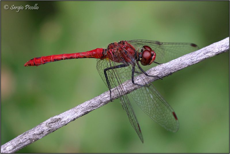 Sympetrum-sp-20230830-003-DPPOGf.jpg