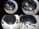 23 9-68-CM1) Chrysolina sp. - 2.jpg