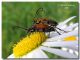 Anastrangalia sanguinolenta_Val Brenta_10 VII 2006.jpg