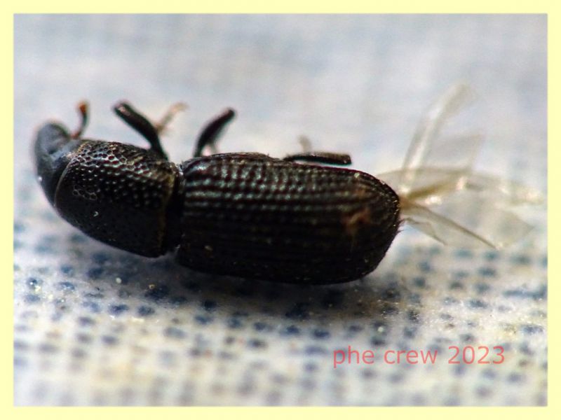 Brachytemnus porcatus circa 4 mm. 8.6.2023 - Capo Vaticano - (1).JPG