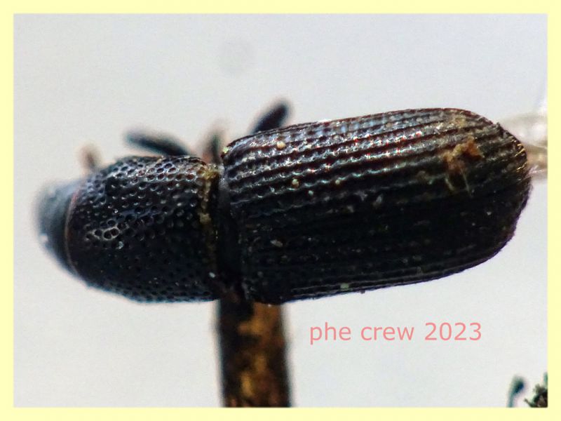 Brachytemnus porcatus circa 4 mm. 8.6.2023 - Capo Vaticano - (6).JPG