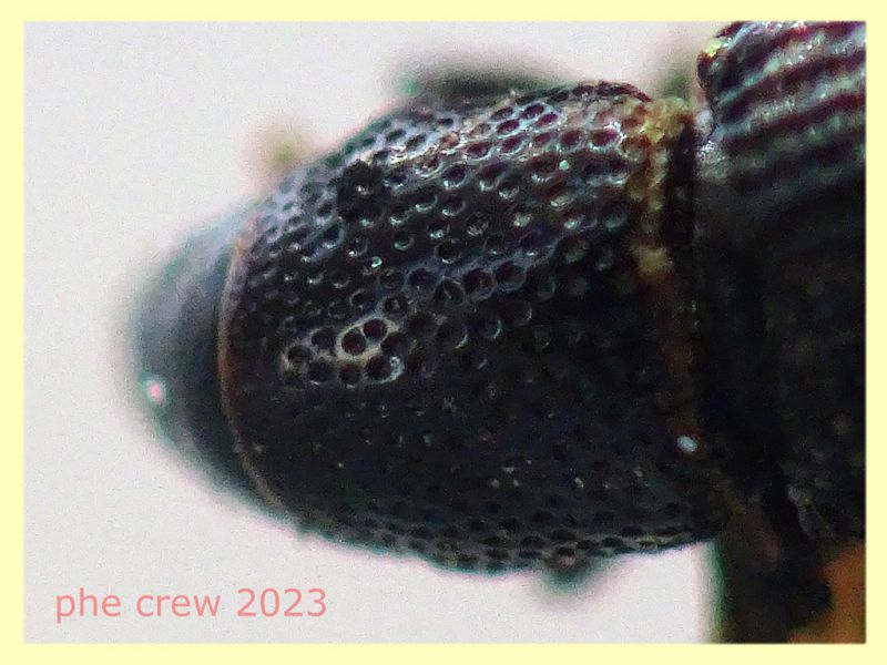 Brachytemnus porcatus circa 4 mm. 8.6.2023 - Capo Vaticano - (8).JPG