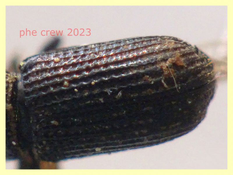 Brachytemnus porcatus circa 4 mm. 8.6.2023 - Capo Vaticano - (7).JPG