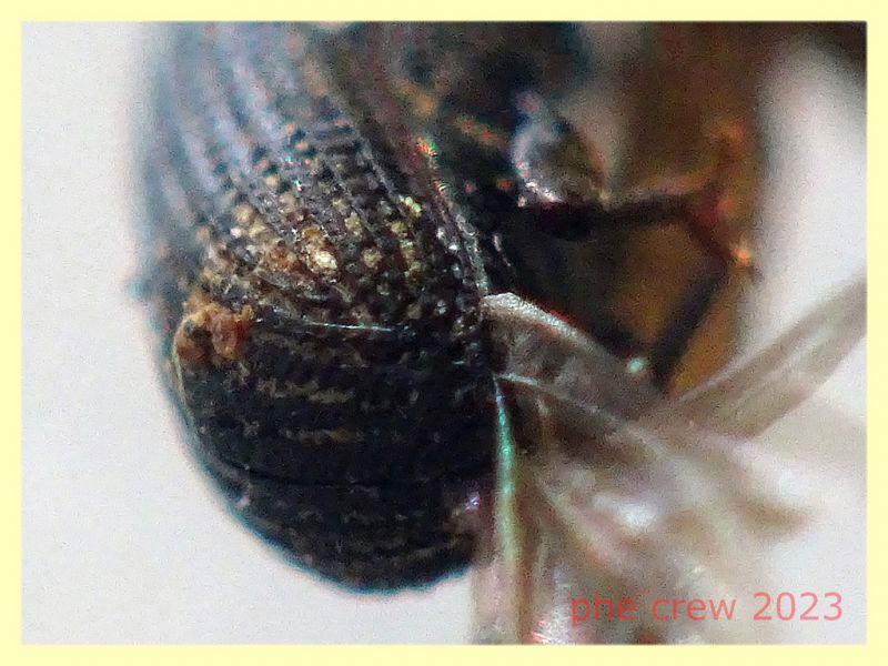 Brachytemnus porcatus circa 4 mm. 8.6.2023 - Capo Vaticano - (10).JPG