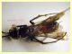 Pompilidae (19).JPG