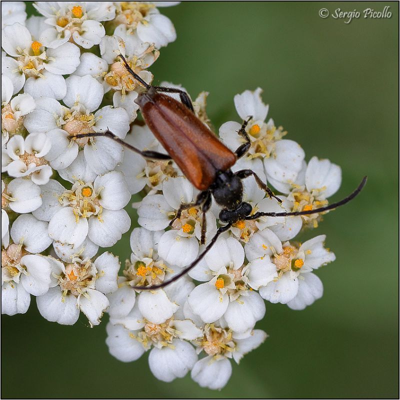 Cerambicidae-sp-20220622-005-DPPQf.jpg