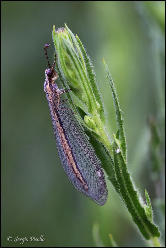 Neuroptera-sp-20190816-006-JMWf.jpg