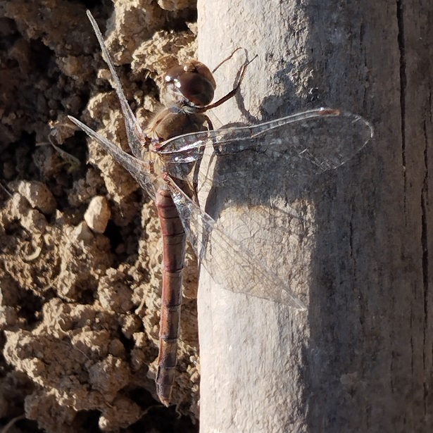 sympetrum 4.jpg