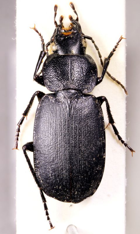 licinus_planicollis_rid.jpg