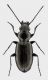 Bembidion-cf-rhaeticum.jpg