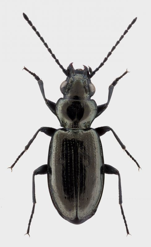 Bembidion-cf-rhaeticum.jpg