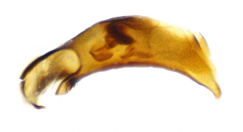 edeago Bembidion Rif Larcher 2022 sp.jpg