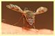 Bombyliidae 18.7.2010 (1).JPG